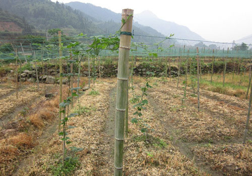 ������ɽ����������ֲ�в�ҩ ����������׼��ƶ