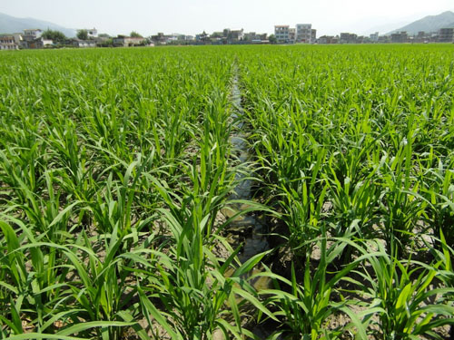 �����������������߲���������糤�ƺ�