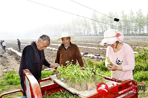 河南正阳:特色种植富农家