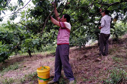 广西贺州八步区李子陆续上市