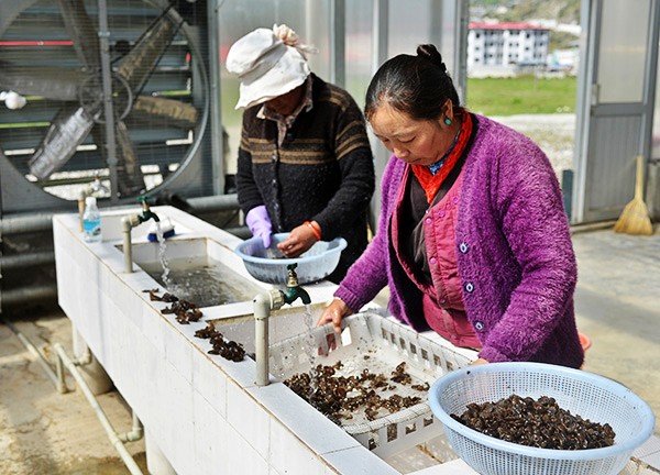 521գǶظԭɫʾأԱϴлľ