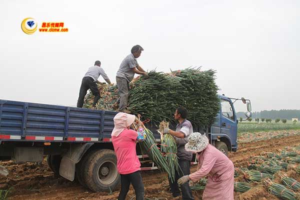 山东昌乐:大葱丰收 喜了农民