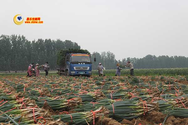 山东昌乐:大葱丰收 喜了农民