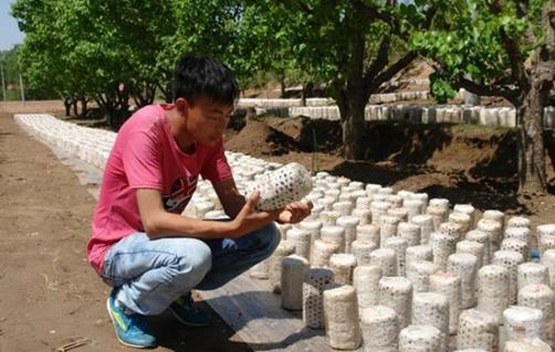 内蒙古赤峰市:黑木耳落户敖汉旗四家子镇