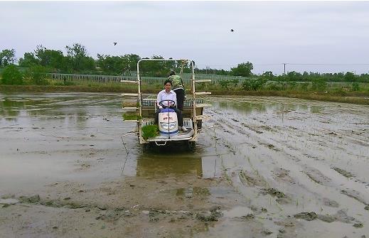 安徽怀宁:机插正当时