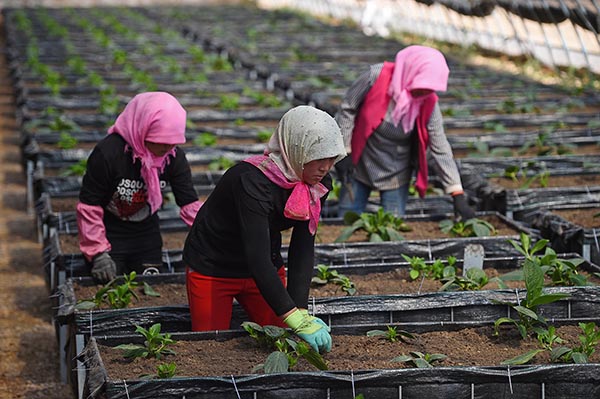 523գũ˻רҵΪֲ۽з