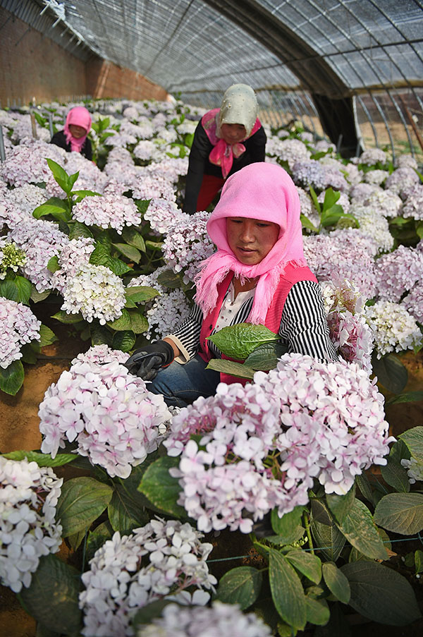 523գũ˻רҵչΪ򻨼֦