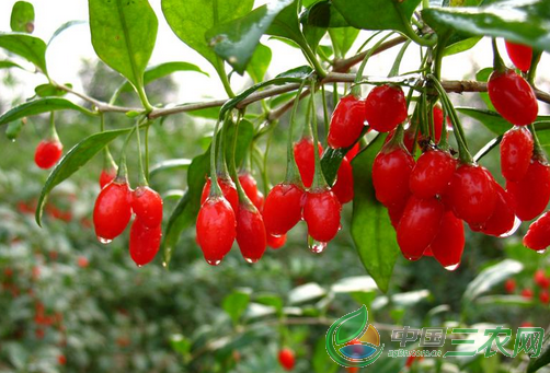 С ҵ ྸԶ轺ũƶ¸