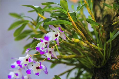 贵州赤水市旺隆镇:“中国金钗石斛之乡”