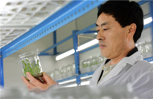 图为技术人员查看组培苗长势情况。