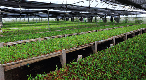 图为在大棚内对组培苗进行训化。