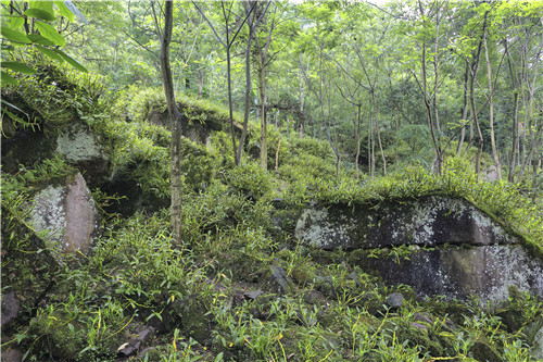 图为赤水市旺隆镇鸭岭村石斛原生态种植基地一隅。