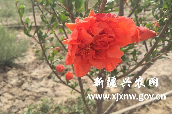 新疆阿拉尔国家农业科技园区石榴花开