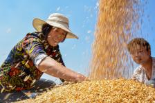 河南麦收全面展开 8100万亩小麦将次第收割