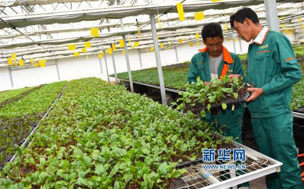 山东瓜菜飘香西藏日喀则农村