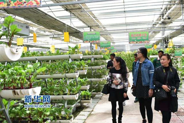 5月28日,游客在白朗县的蔬菜大棚里参观。