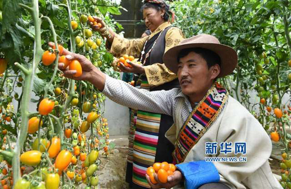 5月28日,白朗县菜农在大棚里采摘。
