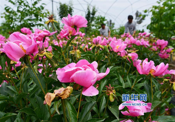 526գԱɽʡīȪֵʹҩҩ