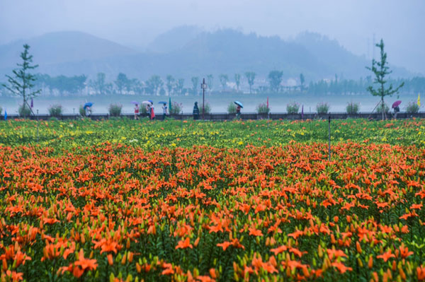 浙江桐庐迎来“七彩百合花”盛开