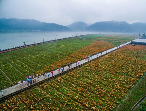 5月28日,游客们在观赏分水镇盛开的百合花。