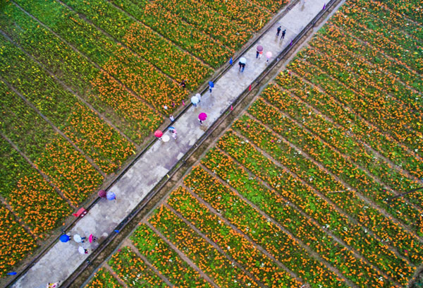 5月28日,游客们在观赏分水镇盛开的百合花。