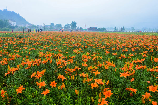 5月28日,游客们在观赏分水镇盛开的百合花。