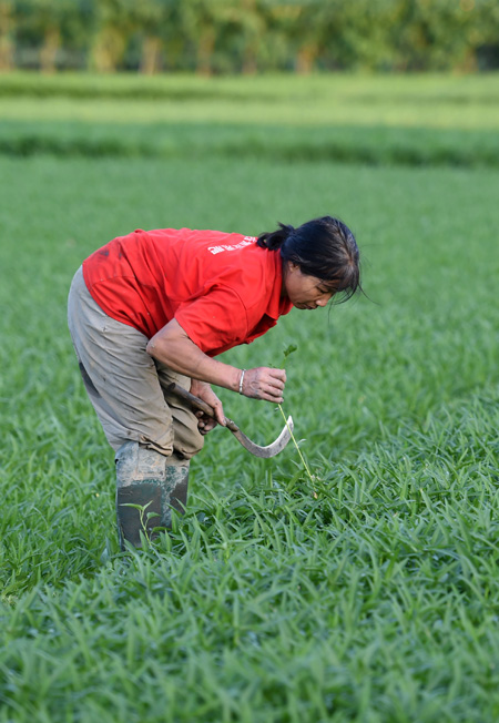 531գɺǾƽһũڲ鿴Ĳ