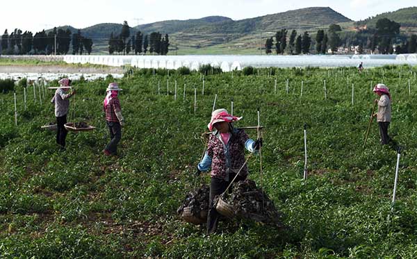 ũʡ粩빫˾޹߲˻61㣩Ϊũҵͷҵù˾ؽǧũա