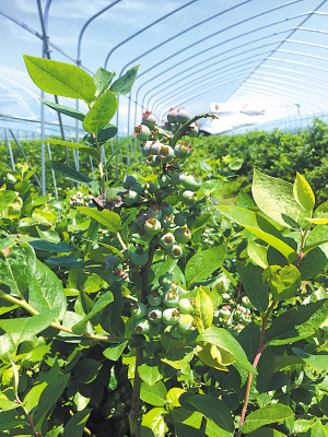 优质蓝莓在浙江宁波试种成功