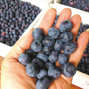 采摘的蓝莓如同一颗颗诱人的珍珠!