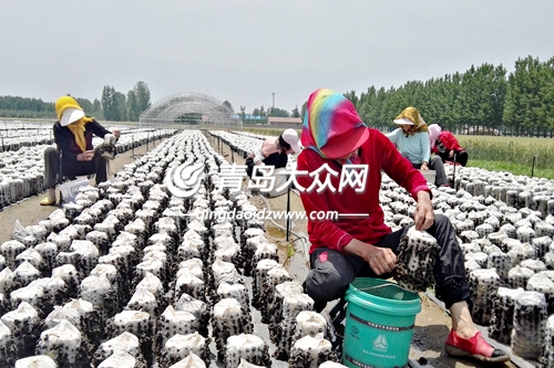 ɹ̵ͷľ ɽ̼ľÿ35Ԫ