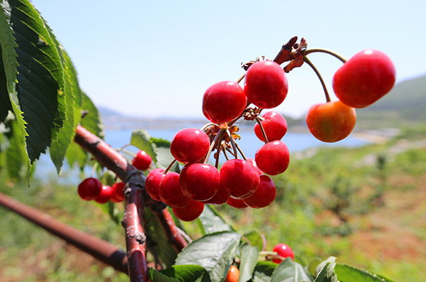 6月2日,大连鹿鸣岛居民刘畔在分装“海岛樱桃”。
