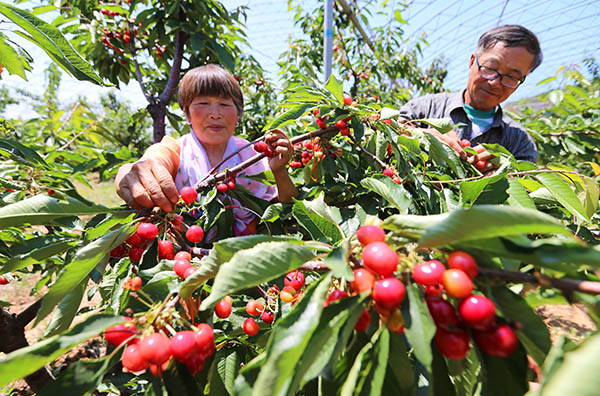 6月2日,大连鹿鸣岛居民马香云(左)和王运生在采摘“海岛樱桃”。