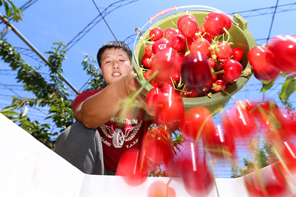 辽宁大连“海岛樱桃”上市