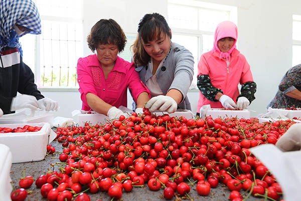 6月2日,大连鹿鸣岛居民在分拣、包装“海岛樱桃”。