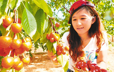 北京:樱桃迎来丰收季