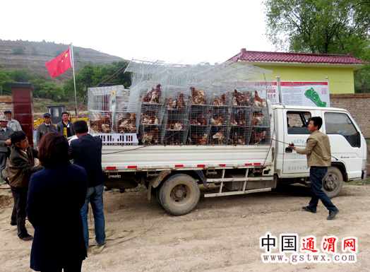 甘肃通渭县新景乡“合作社+贫困户”养殖蛋鸡开辟脱贫路