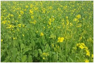 北京怀柔月亮湖春油菜进入盛花期