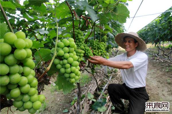 广西来宾兴宾区:唱响“三部曲” 聚力拔穷根