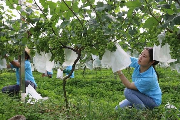 河南光山:葡萄套装纸袋保葡萄品质 促农民增收