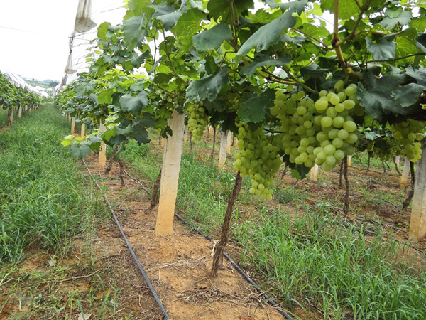 广西南宁武鸣区:府城镇四明村葡萄陆续成熟上市