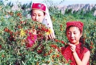 宁夏种反季节枸杞销往上海 每公斤最高卖2000元