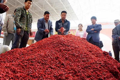 宁夏种反季节枸杞销往上海 每公斤最高卖2000元