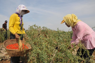 宁夏种反季节枸杞销往上海 每公斤最高卖2000元