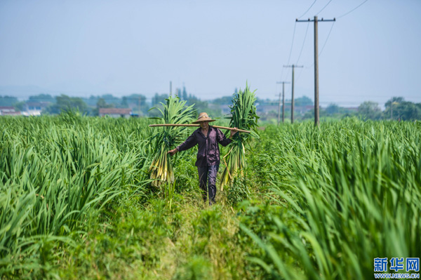 浙江湖州:昔日温室龟鳖棚变身绿色生态田