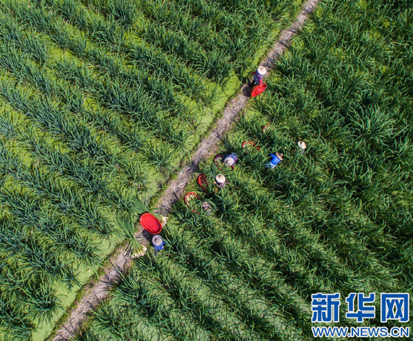 6月14日,养殖户在收割茭白。