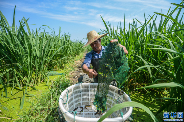 6月14日,养殖户在茭白地里捕捞泥鳅。
