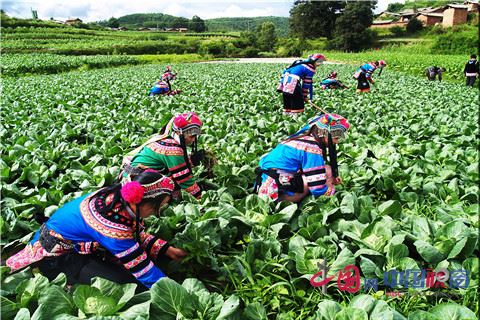 ϳݸԭɫũҵͷ 조ɫ԰