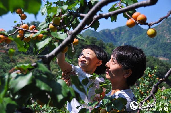 ƽȱկӽժ ΪΩһԹƷ