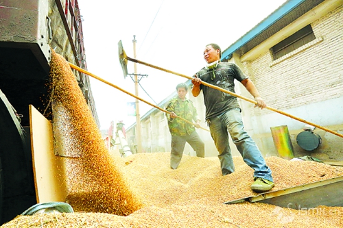 河南三门峡:丰收之后售粮忙
